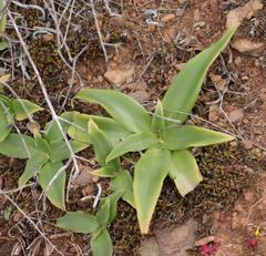Chlorophytum crispum