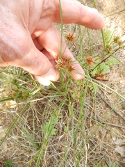 Cyperus retroflexus