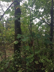 Acer macrophyllum