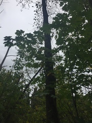 Acer macrophyllum