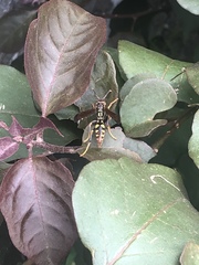 Polistes weyrauchorum