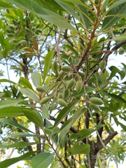 Elaeocarpaceae