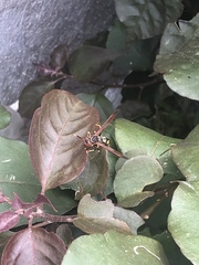 Polistes weyrauchorum