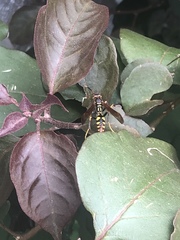 Polistes weyrauchorum