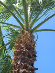 Washingtonia × filibusta