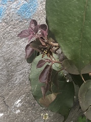 Polistes weyrauchorum