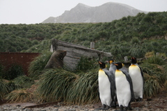 Arctocephalus gazella