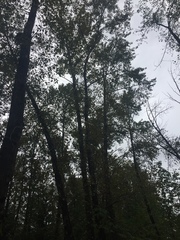 Populus trichocarpa