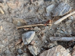 Acrotylus insubricus