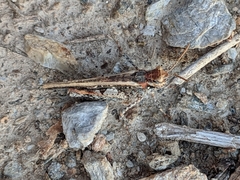 Acrotylus insubricus