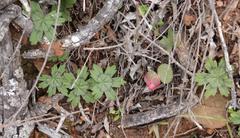 Pelargonium articulatum