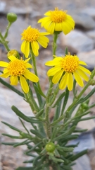 Senecio linifolius