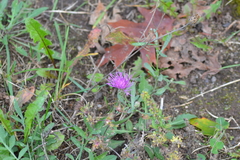Centaurea jacea jacea