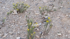 Senecio linifolius