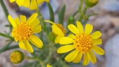 Senecio linifolius