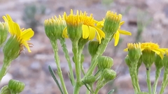 Senecio linifolius