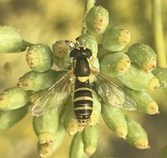 Sphaerophoria sulphuripes