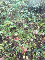 Symphoricarpos albus