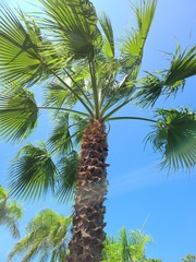 Washingtonia × filibusta