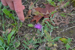 Centaurea jacea jacea