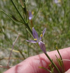 Carlowrightia linearifolia