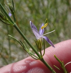 Carlowrightia linearifolia