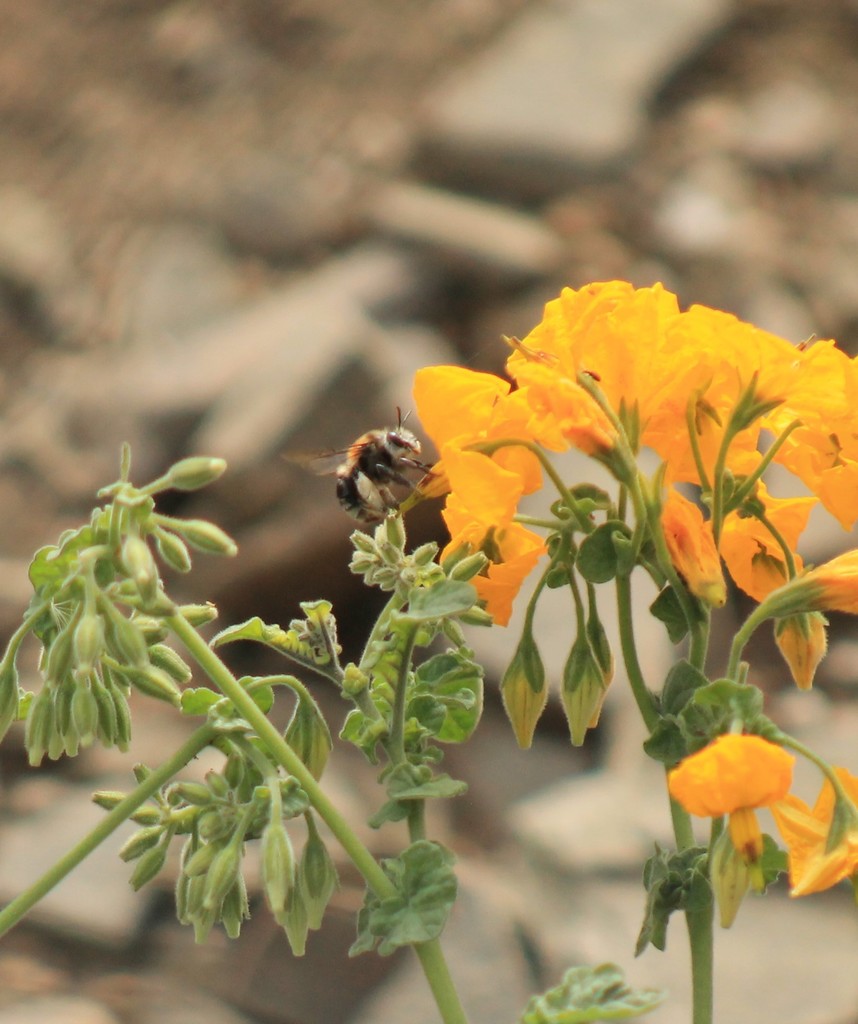 Anthophora arequipensis