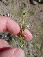 Carlowrightia linearifolia