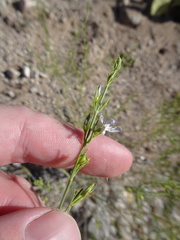 Carlowrightia linearifolia