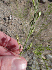 Carlowrightia linearifolia