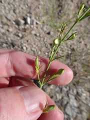 Carlowrightia linearifolia