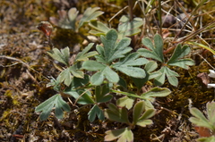 Pelargonium ternifolium