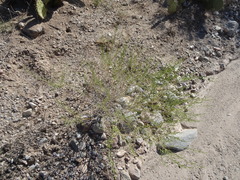 Carlowrightia linearifolia