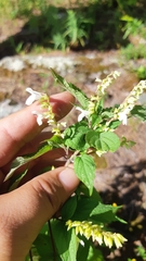 Salvia decora