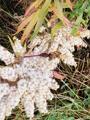 Sympetrum costiferum