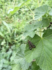 Panorpa meridionalis