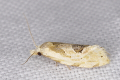 Aethes angustana