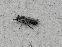 Laphystia texensis