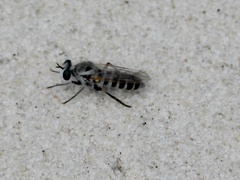 Laphystia texensis