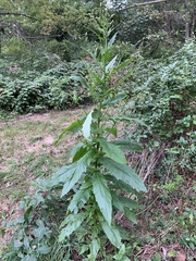 Erechtites hieraciifolius