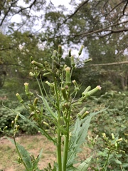 Erechtites hieraciifolius