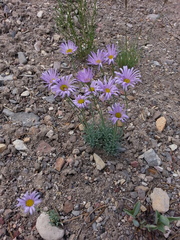 Erigeron argentatus