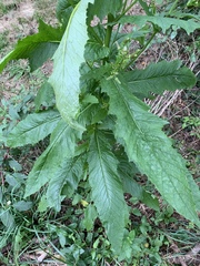Erechtites hieraciifolius
