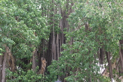 Tracheophyta
