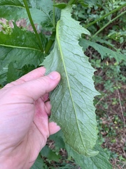 Erechtites hieraciifolius