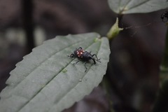 Cactophagus bolivari