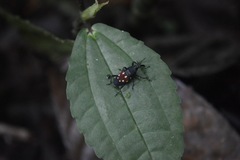 Cactophagus bolivari