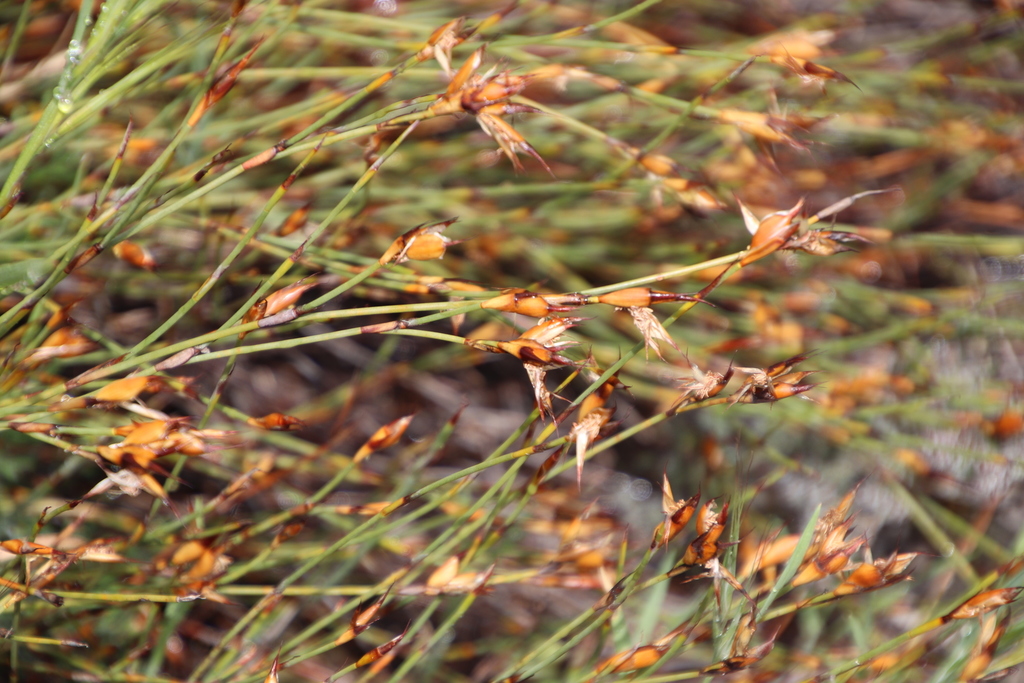 Arid Sunreed