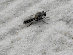 Laphystia texensis