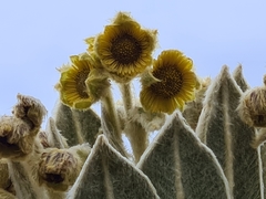 Espeletia pycnophylla